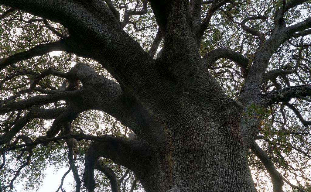 Mandaleni’s Oak tree or Drygia 