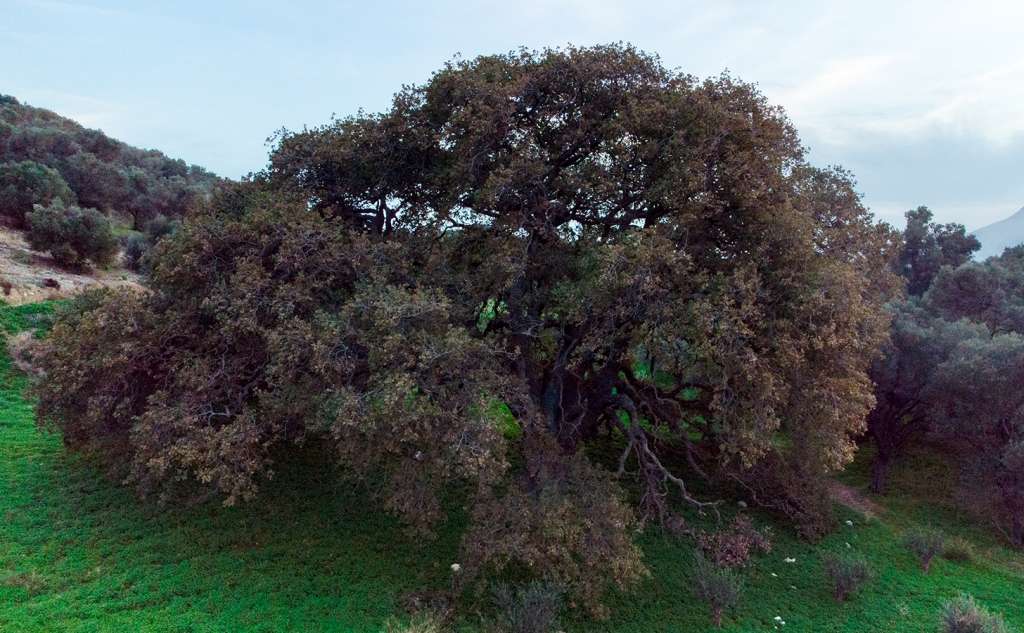 Mandaleni’s Oak tree or Drygia 